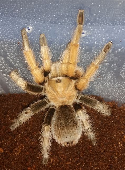 palomino blonde tarantula|Aphonopelma chalcodes .